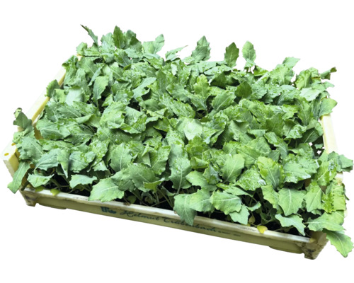 Debna s mladými sadenicami zeleniny