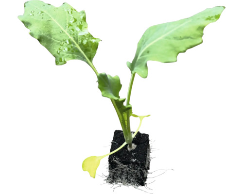 Sadenica s koreňovým balom pre záhradu