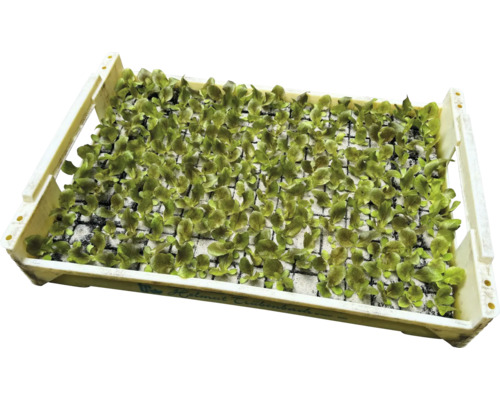 Miska so sadenicami šalátu do záhrady