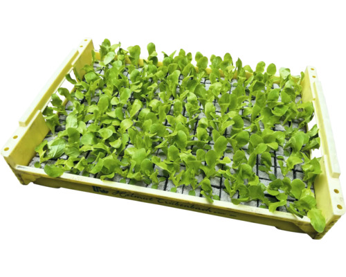 Sadenice zeleniny v sadbovači.