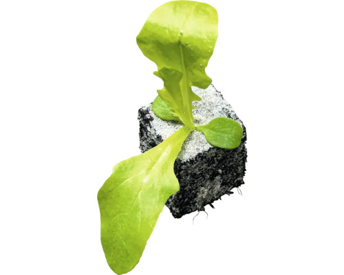 Sadenica šalátu s koreňovým balom