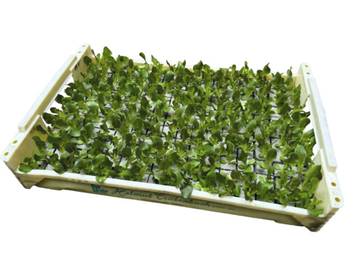 Sadenice v sadbovacom podnose