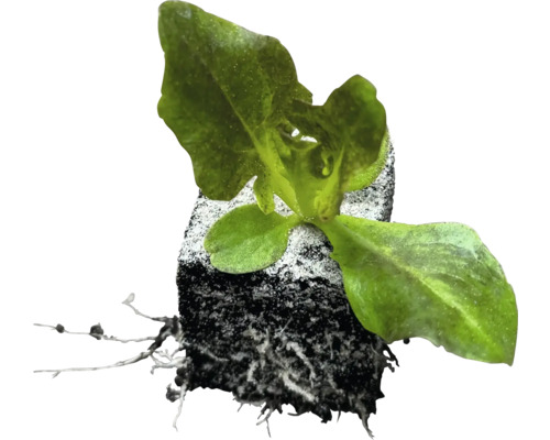 Mladá rastlina s koreňovým balom