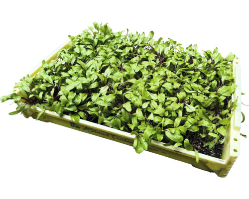 Sadenice cvikly v pestovateľskej miske