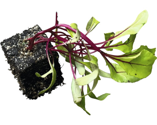 Sadenica červenej repy s koreňovým balom