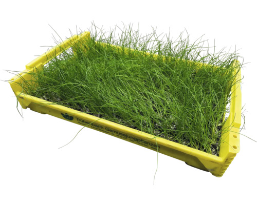 Pažítka v žltej výsevnej miske