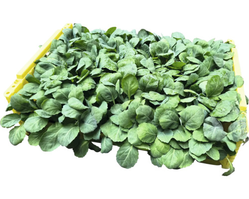 Debna s mladými sadenicami kapusty