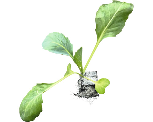 Sadenica kalerábu s koreňovým balom