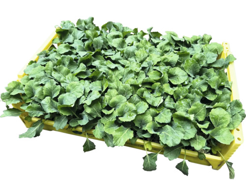 Sadeničky kalerábu v žltej debne do záhrady