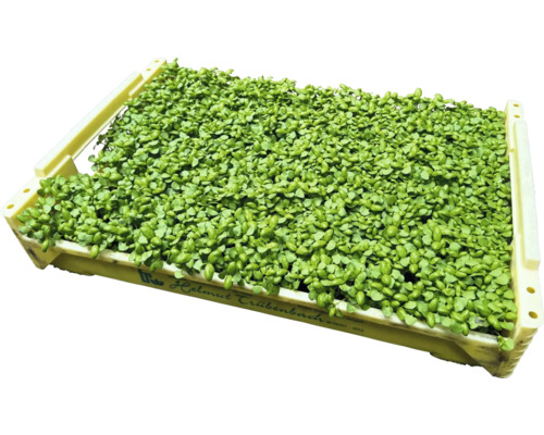 Žerucha v debničke