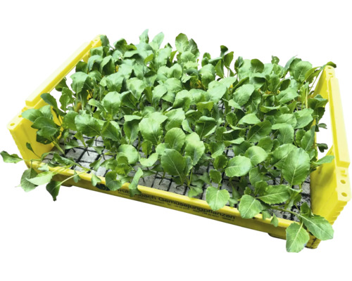 Sadenice zeleniny v žltej debne pre záhradníctvo