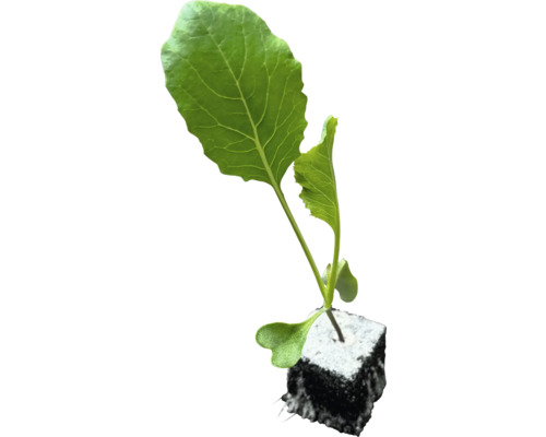 Mladá rastlina s koreňovým balom