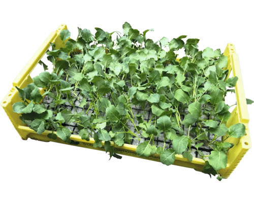 Sadenice zeleniny v žltej plastovej prepravke na prevoz