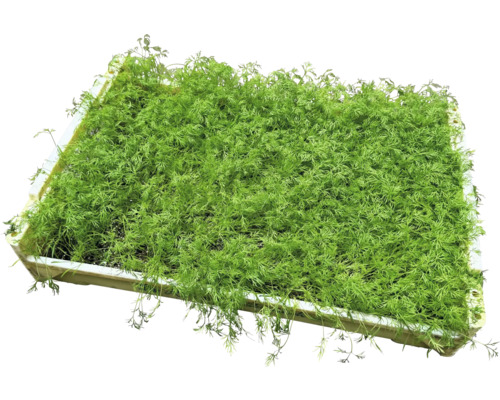 Sadbovacia miska s kôprom