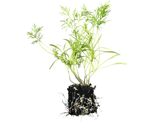 Kôpor rastlina s koreňovým balom.