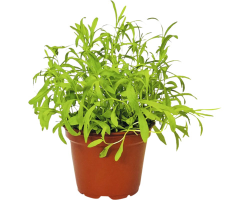 Palina dračia BIO FloraSelf Bio Artemisia dracunculus kvetináč Ø 12 cm