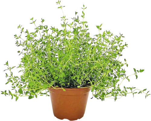 Bio tymián FloraSelf Bio Thymus vulgaris Ø 12 cm kvetináč