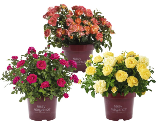 Tri ružové kríky značky Easy Elegance rôznych farieb v kvetináčoch