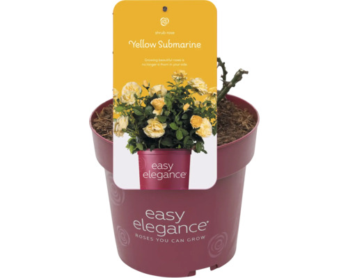 Žltá kríková ruža Yellow Submarine v kvetináči