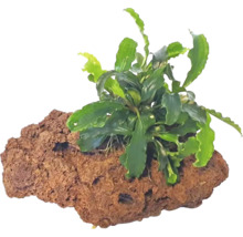 Akvarijná rastlina na lávovom kameni