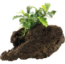 Akvarijná rastlina na lávovom kameni