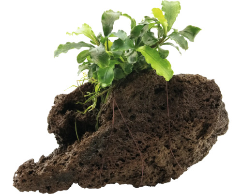 Akvarijná rastlina na lávovom kameni