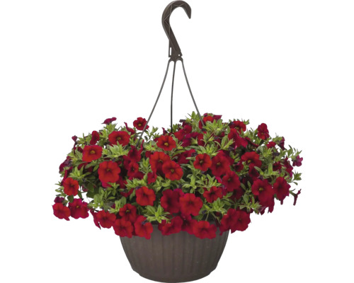 Minipetúnia, Million Bells FloraSelf Calibrachoa 'Lia Dark Red' kvetináč Ø 12 cm Visiaca petúnia s červenými kvetmi v závesnom kvetináči.