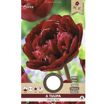 Balenie šiestich tulipánov odrody Uncle Tom