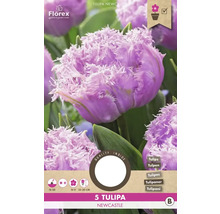 Balenie 5 cibuliek tulipánu Newcastle