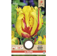 Cibuľa tulipánu Texas Flame, balenie po 6 kusoch