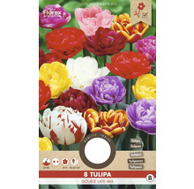 Balenie cibuliek tulipánu Tulipa Double Late Mix