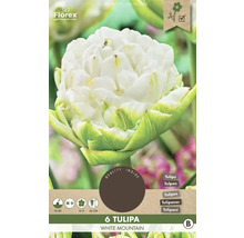 Balenie 6 bielych tulipánov odrody White Mountain