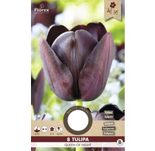 Balenie ôsmich tulipánov Queen of Night