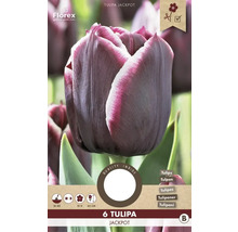 Balenie tulipánov Jackpot, 6 kusov