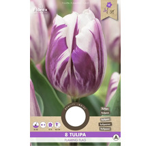 Tulipán Flaming Flag, 8 kusov