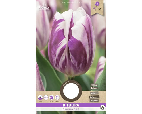 Tulipány 'Flaming Flag' 8 ks