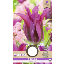 Tulipán Florex Purple Doll, balenie po ôsmich kusoch