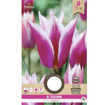 Balenie tulipánov Claudia, 8 kusov