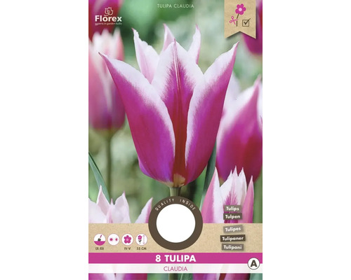 Tulipán ľaliovitý 'Claudia' 11/12 8 ks