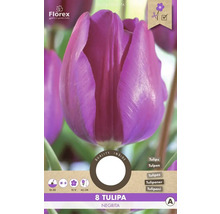 Tulipán Negrita, 8 kusov