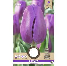 Balenie ôsmich fialových tulipánov odrody Purple Rain