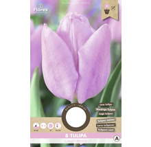 Tulipán Candy Prince, 8 kusov