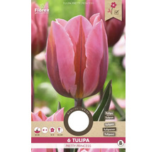 Balenie šiestich tulipánov Pretty Princess