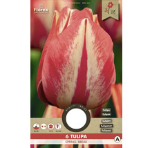 Tulipán Spring Break, 6 kusov