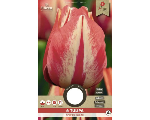 Tulipány 'Spryng break' 6 ks