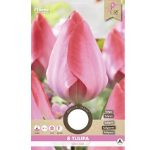 Balenie ôsmich cibuliek tulipánov
