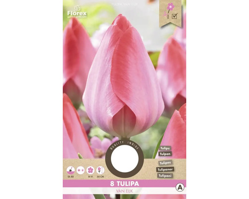 Tulipány 'Van Eijk' 8 ks