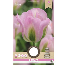 Balenie ôsmich cibuliek tulipánu Tulipa Groenland