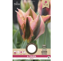 Šesť cibuliek tulipánu Artist