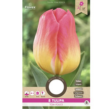 Balenie 8 tulipánov odrody Tom Pouce